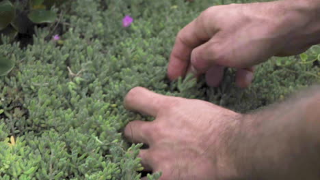 closeup of hands foraging ice plant two