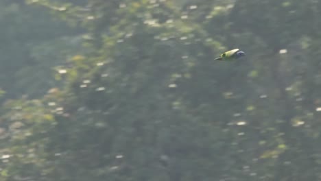 Blue-Headed-Parrot-flying-over-jungle,-Tambopata-National-Reserve