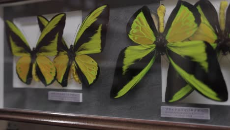 yellow-green and black butterfly in display case