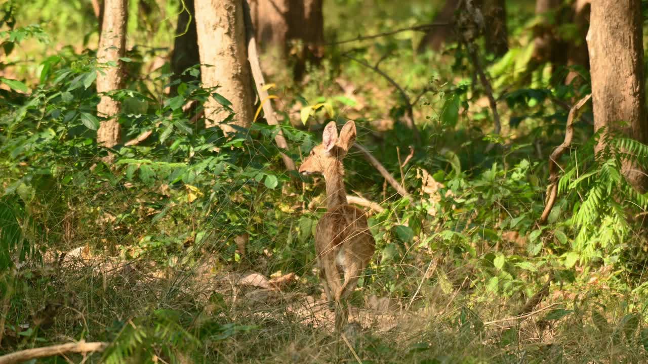 30fps로 숲에 조심스럽게 서 있는 panolia로 알려진 암사슴의 4k 정적 샷