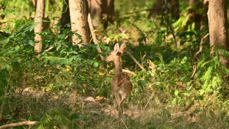 4k static shot of female eld's deer known as panolia standing cautiously in a forest at 30fps as it walks away stumping its feet as a warning against human presence