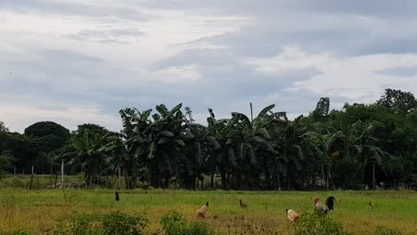 domesticated chickens feeding in a grass field in front of a forest in philippines