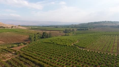 beautifully laid out vineyard field with rows upon rows of grape vine plants continuing off into the distant in a commercial style filmed from a drone