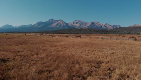 4k drone fly over open country field, cows and fence in the sawtooth mountains, stanley idaho