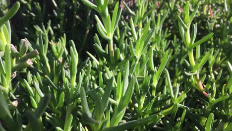 Arbusto-Denso-Cercano-Y-Detallado-De-Pequeñas-Ramas-De-Plantas-De-Hierba-Con-Sol-Y-Sombras-En-Cámara-Lenta