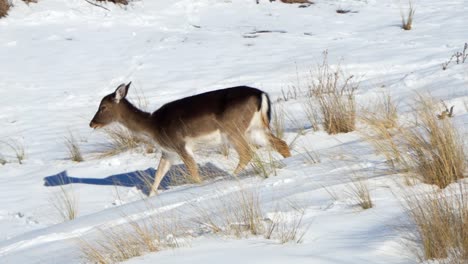 gamo hembra corre a través de la nieve profunda
