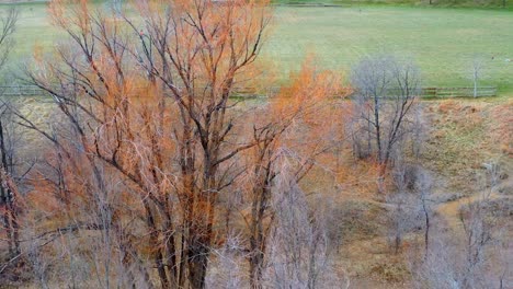 Aerial-view-of-trees-that-have-lost-their-leaves-for-the-winter