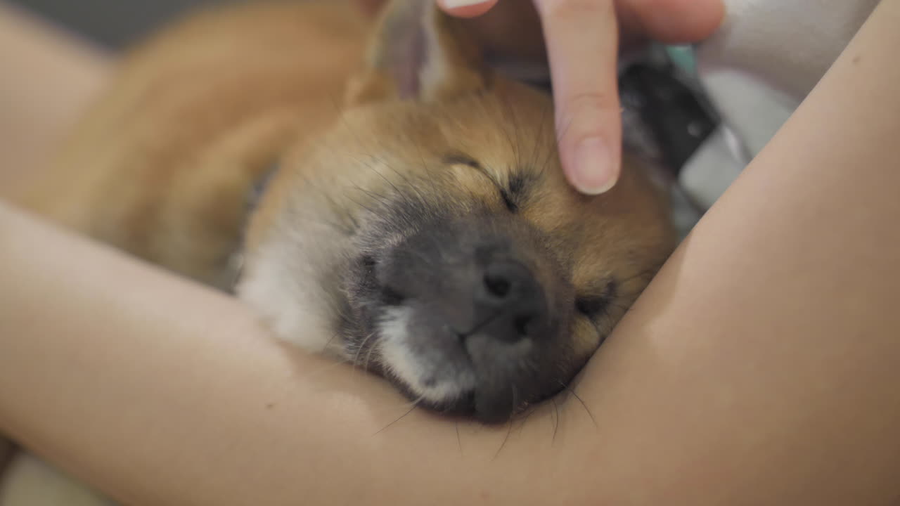 바닥에서 자고 있는 작은 시바 강아지