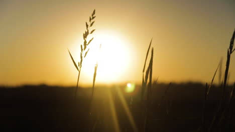 Hermosa-Puesta-De-Sol-Dorada-En-Una-Pradera-Africana