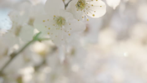 beautiful white blossoms in spring