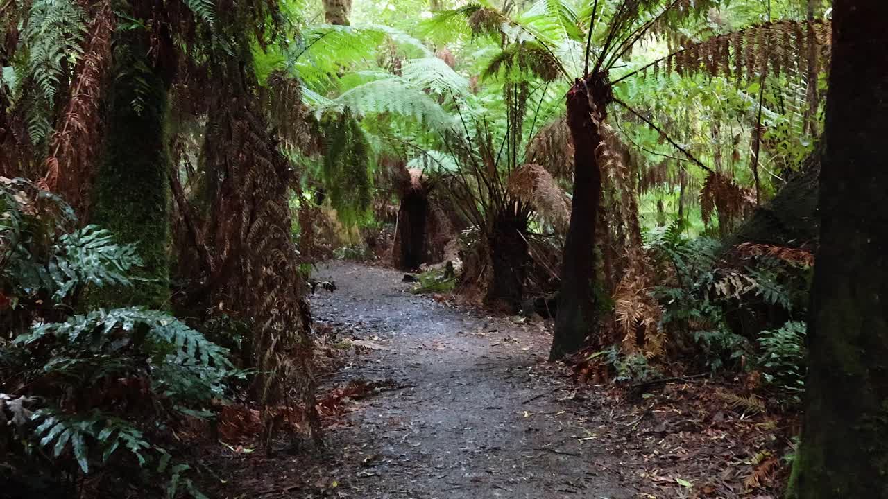울창 한 열대 우림 을 가로질러 조용 한 산책