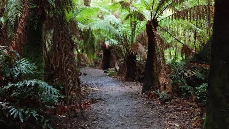 un tranquilo paseo por el exuberante bosque tropical