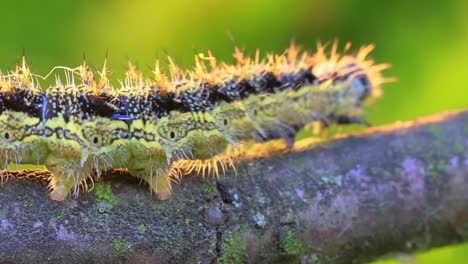 pequeña oruga de concha de tortuga (aglais urticae). la oruga urticaria se arrastra en los rayos del sol poniente.