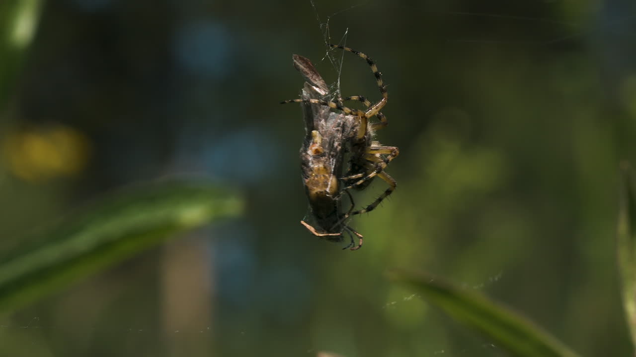 araña comiendo presas en una telaraña