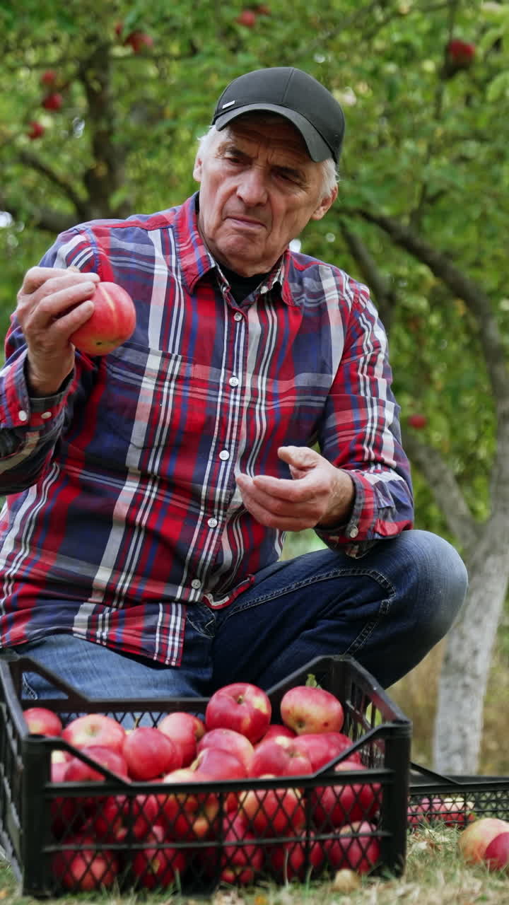 Handsome man harvesting red apples. Gardening ripe fruits in orchard.