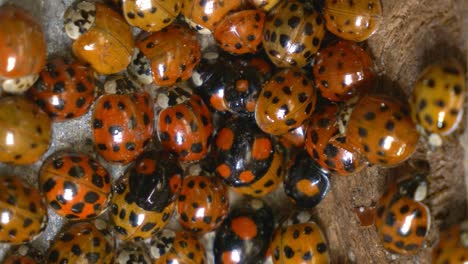 Close-up-shot-of-a-group-of-hibernating-ladybugs