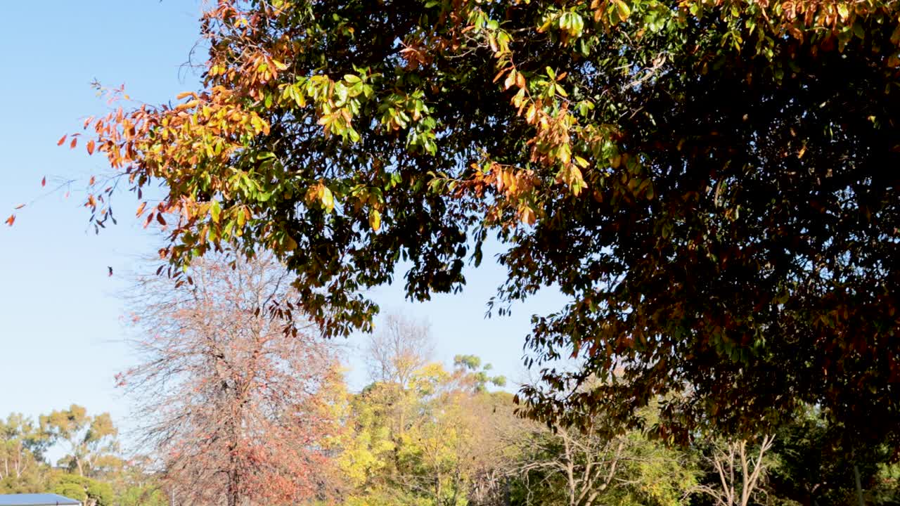밝은 빛 아래 바람에 부드럽게 흔들리는 가을 잎과 함께 조용한 공원 장면