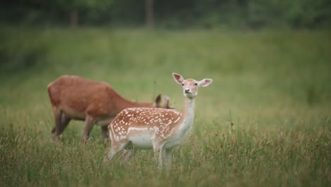 Deer-doe-with-buck-grazing-in-the-background-in-Farran-Park-Cork-Ireland