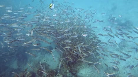 The-beautiful-sea-life-beneath-the-waves-of-Ko-Kradan,-Thailand,-a-perfect-ocean-adventure---underwater