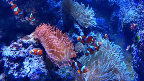 beautiful small fish swim on the ocean floor.