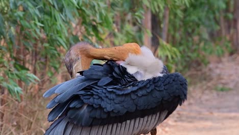 Greater-Adjutant,-Leptoptilos-dubius,-Thailand