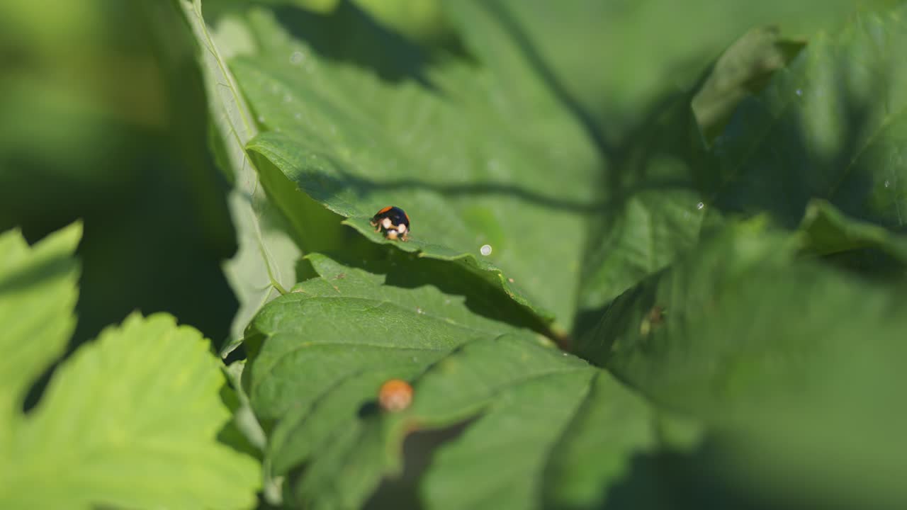 una mariquita negra arrastrándose a lo largo de la hoja de una planta