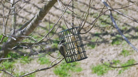 carolina chickadee at a suet bird-feeder during late-winter in south carolina