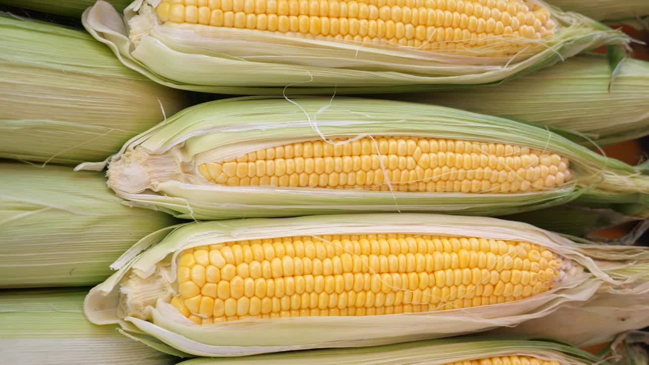 maíz fresco en la mazorca