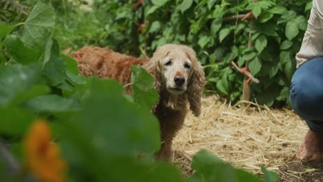 Älterer-Kaukasischer-Mann-Mit-Seinem-Hund,-Der-Im-Garten-Arbeitet