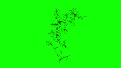 art-flower-plant.-botanical-floral-loop-Animation-video-transparent-background-with-alpha-channel.