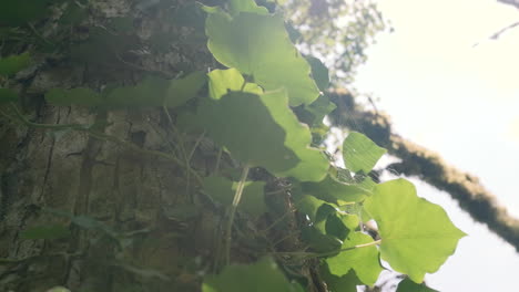 ivy on tree trunk