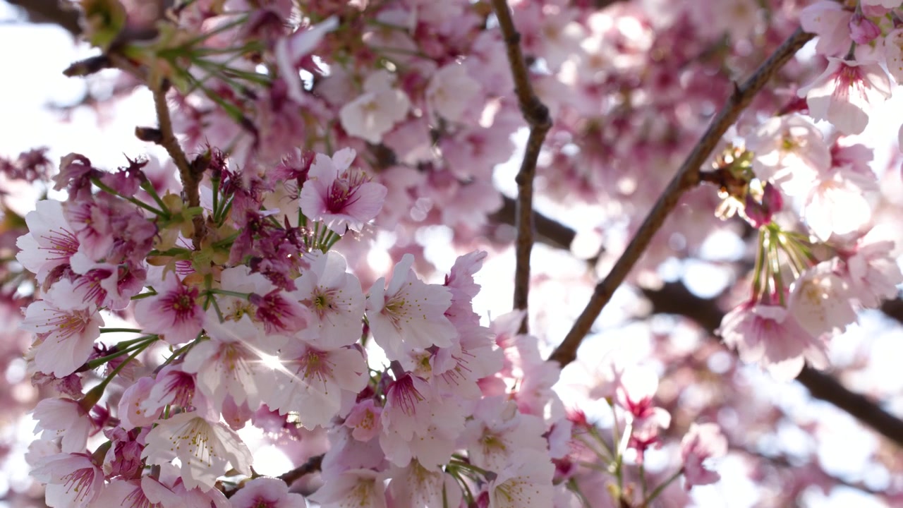 Primo piano di vivaci fiori di sakura rosa che ondeggiano dolcemente sui rami sotto la luminosa luce solare primaverile