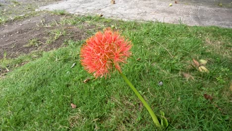 planta de scadoxus con flores, tiene una forma de bola roja, tallos verdes débiles