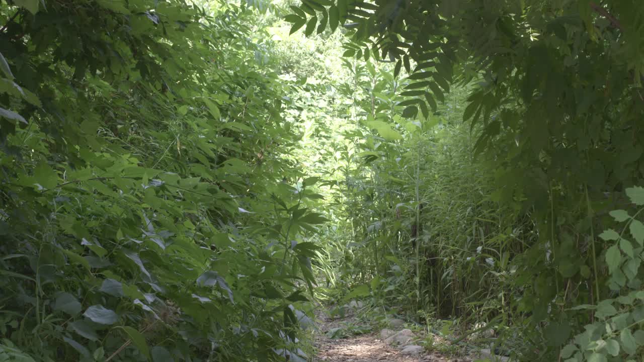 A woman walks away from nature, down a path, into leaves and greenery. A summer day with bright sunlight and tons of foliage, bushes, trees, bushes, and nature