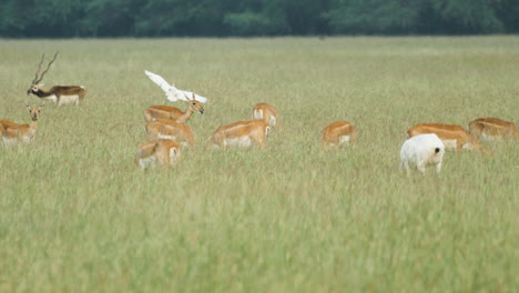 a leucistic white blackbuck female grazes with other normal females as a male blackbuck antelope crosses from behind in india