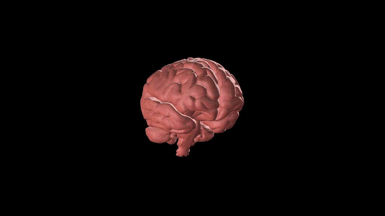 Hjerne roterer rundt på sort baggrund. 3D-renderet loop-animation