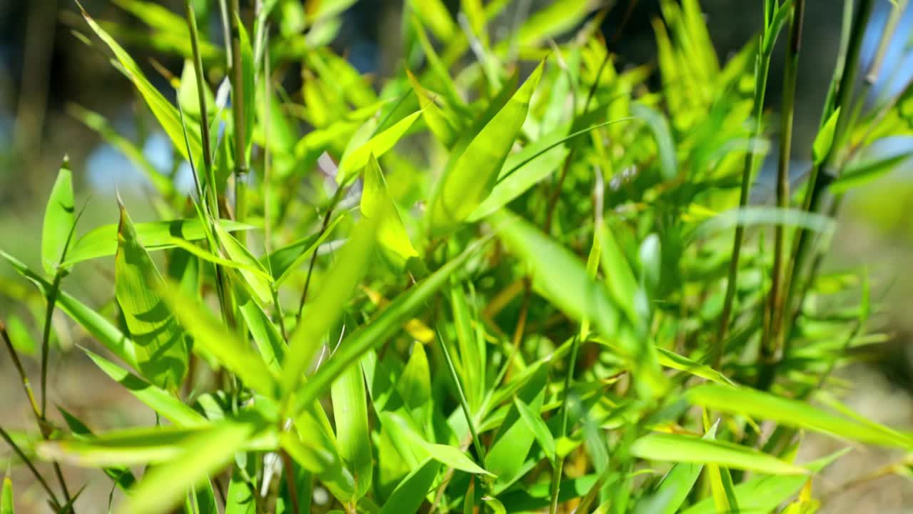 incline hacia arriba la toma de un árbol verde