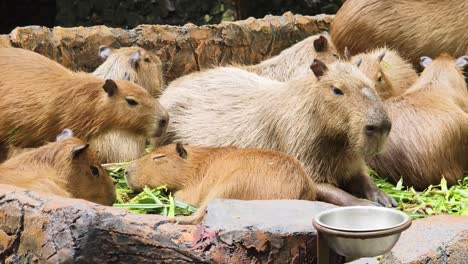 capybaras eating grass in zoo