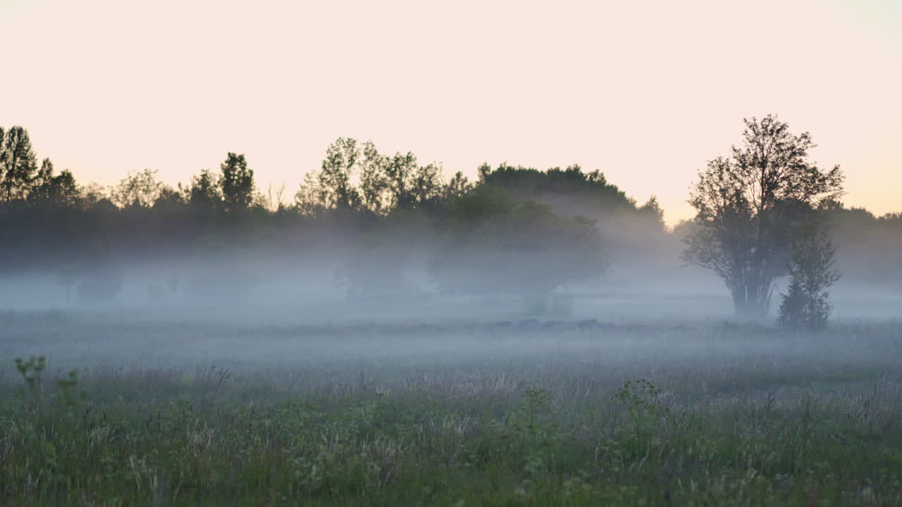 Fog covered lush grassland during midsummer after sunset. Serene nature landscape view. Nordic nature filmed in Saaremaa, Estonia.