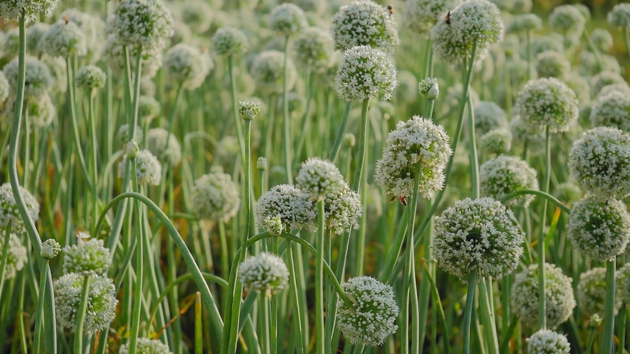 Ampia vista di fiori di cipolla in fiore che ondeggiano dolcemente in un campo agricolo verde, con luce naturale soffusa, delicati fiori bianchi e un fresco paesaggio rurale!