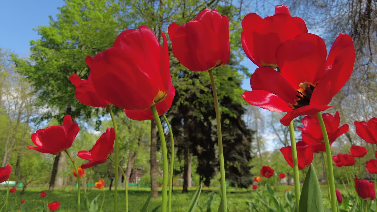 Diversi tulipani rossi che si muovono al vento in un giardino
