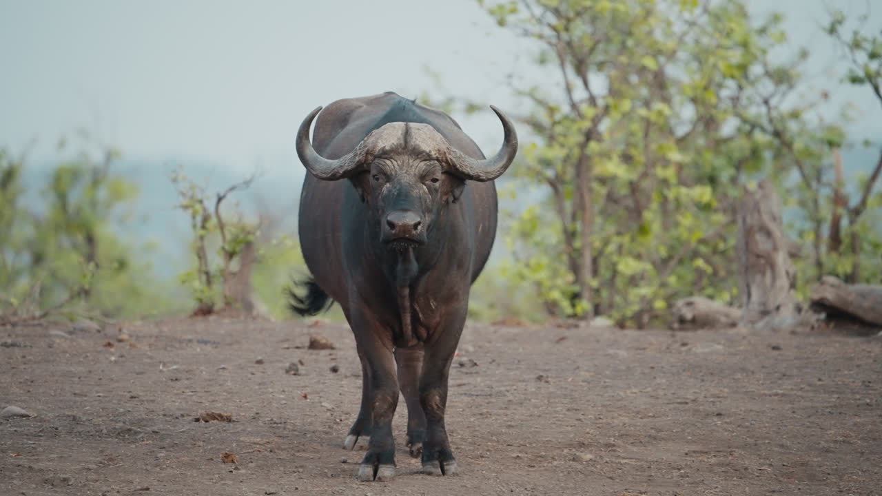 Lone large buffalo standing in the wild in Gonarezhou National Park, Zimbabwe. Telephoto shot in natural habitat