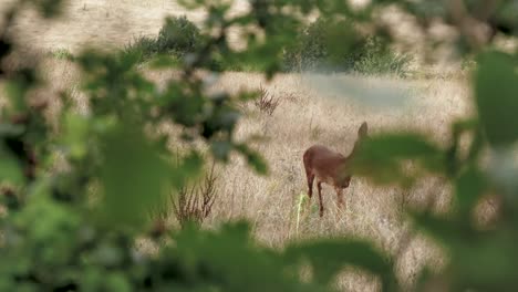 deer feeding in a field in front of a urban setting.