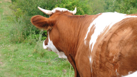 medium-shot-of-a-cow