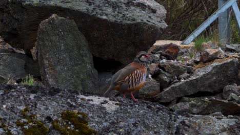 partridge struts along rocky gravel looking around wandering staring