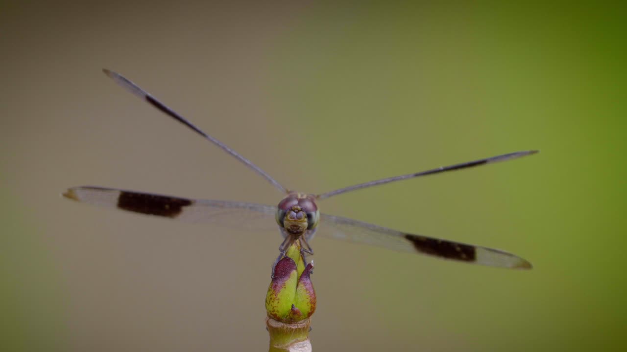 una gran libélula verde vuela lejos y regresa al mismo lugar