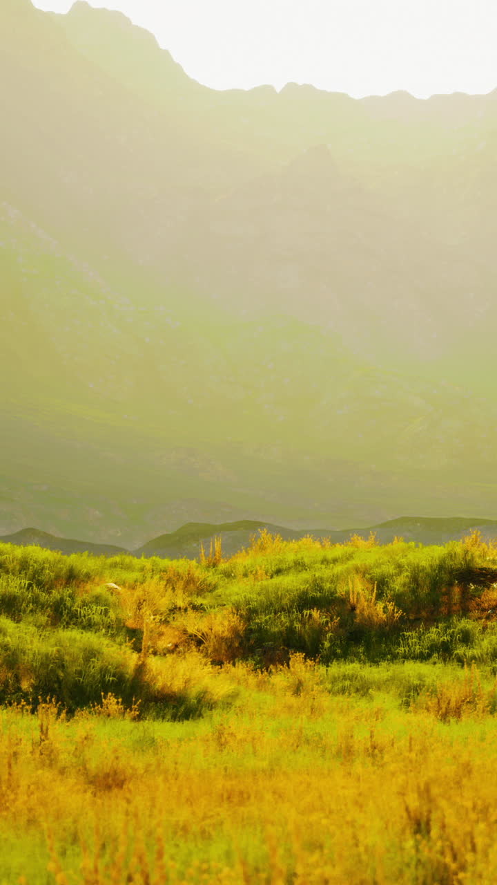 배경 에 산 들 이 있는 황금색 풀