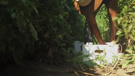 farmer putting fresh tangerine harvest into a cardboard box