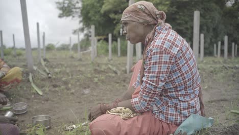 Side-angle-shot-of-Indian-farmer-eating-lunch-in-the-middle-of-the-farmland-after-finishing-first-half-in-plantation-of-dragon-fruit