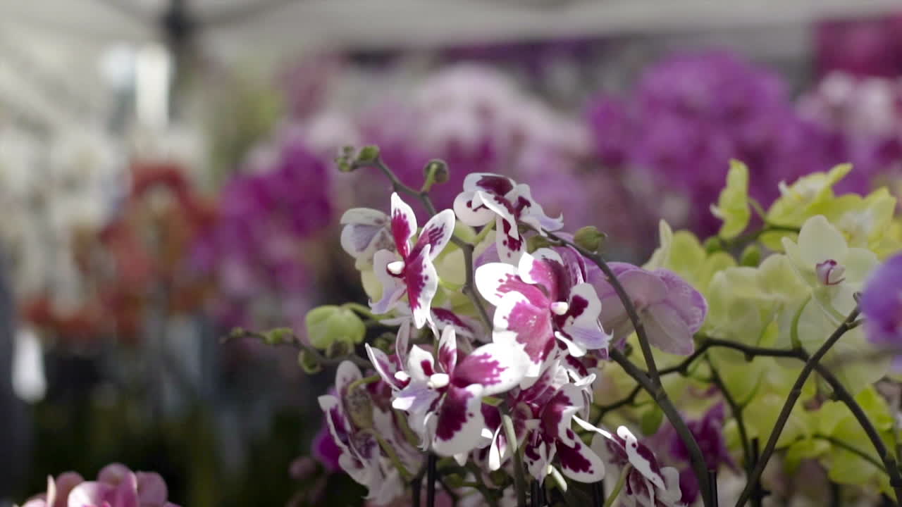 Close-up of Vibrant Orchids